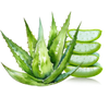Aloe Vera vonný olej